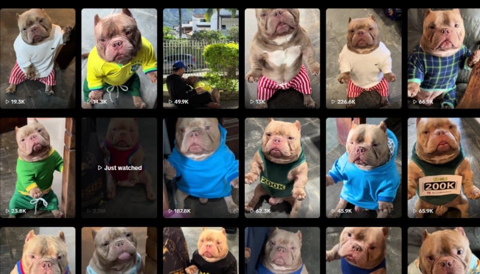 Knox the pitbull in one of his viral outfits